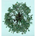 1000 Chips Green Aventurine Agate Stone Gemstone Banyan Trees
