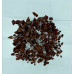 700 Chips Red Jasper Agate Stone Gemstone Trees